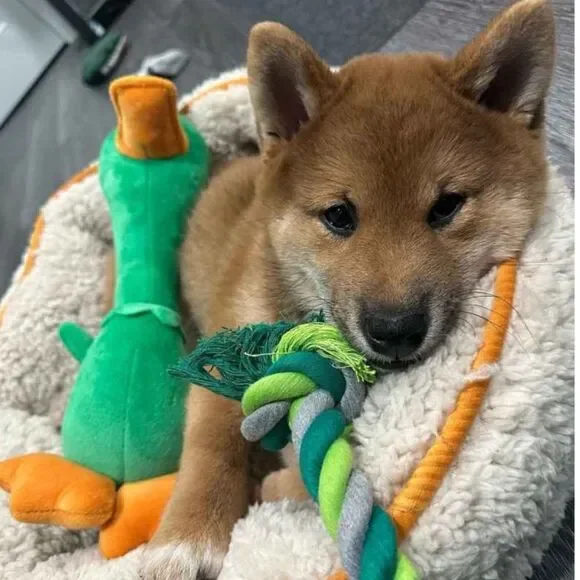 TrustyPup Green Plush Long Neck Duck Dog Toy - Picture 7 of 16